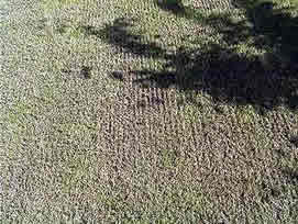 Aktion Rasen - www.raths.ch