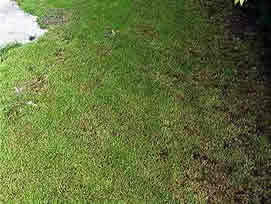 Aktion Rasen - www.raths.ch